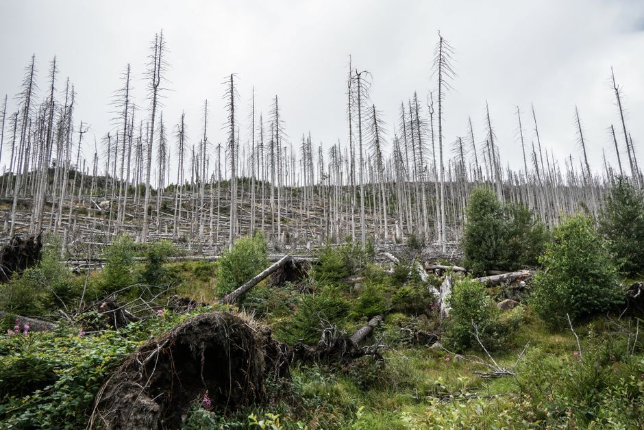 Waldumbau als Antwort auf Waldbrände
