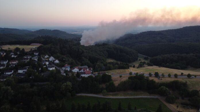 Waldumbau als Antwort auf Waldbrände