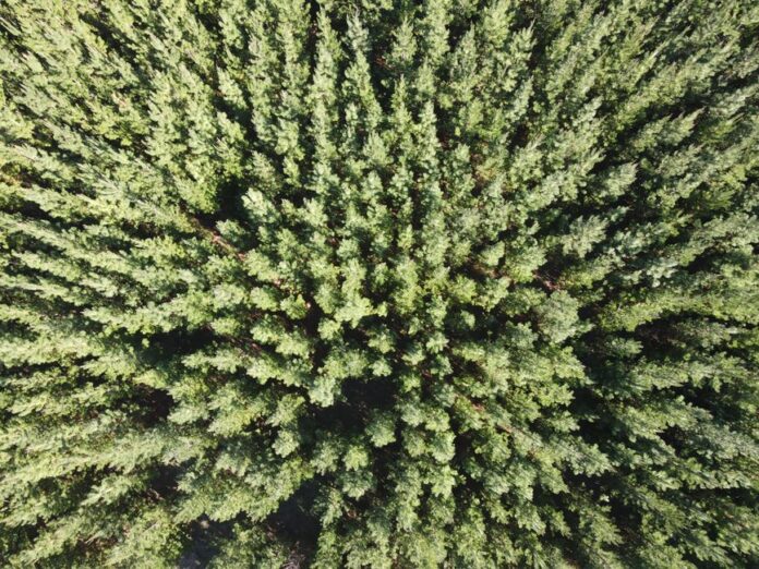 Weyerhaeuser Dividende und Aktienmarkt