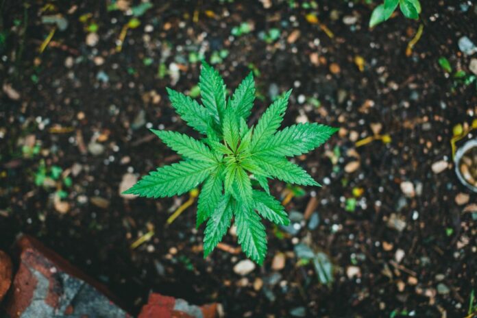Wichtige Entscheidung für die Tilray Aktie