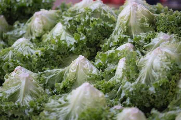 Eisbergsalat-Rückruf bei Edeka wegen Salmonellen