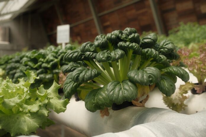 LetPot auf der IFA 2026: Innovative Gartenlösungen