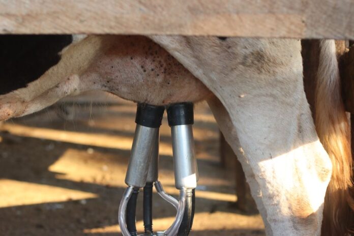 Nachhaltige Milchproduktion im Fokus