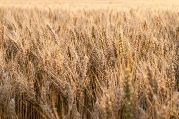 Syngenta und Amoéba: Neuer Vertriebsdeal für Biofungizid